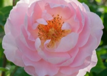 A rose