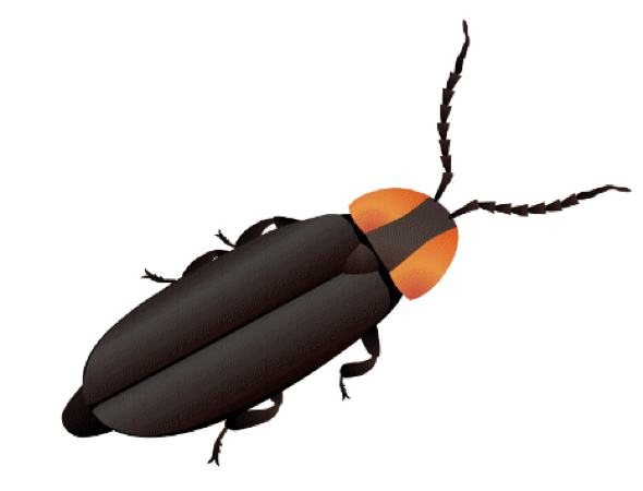 California lampyrid beetle illustration