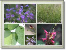 Composite flower and plant images